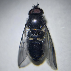 Pipiza noctiluca
